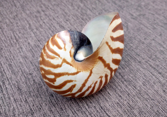 Baby Natural Nautilus Seashell - Nautilus Pompilius - (1 shell approx. 3-4 inches). One white and brown stripped spiral shell. Copyright 2025 SeaShellSupply.com.