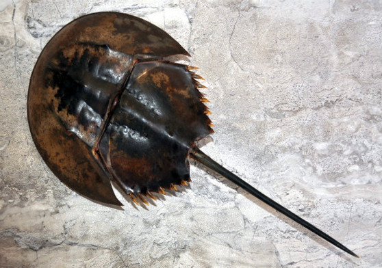 Horseshoe Crab - Tachypleus Tridentatus - (approx. 5 inch body & 10 inch total). One brown and black colored stingray looking shell. Copyright 2022 SeaShellSupply.com.