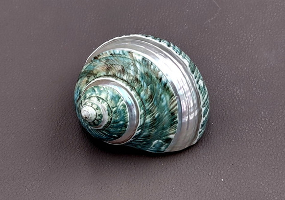 Polished Jade Turbo Shell w/Pearlized Stripe (3-3.5 inches) - Turbo Burgessi. jade spiral shells laying out for one to show the gold and green design white the other shows the opening. Copyright 2022 SeaShellSupply.com.