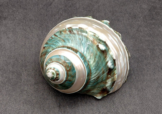 Polished Jade Turbo Shell w/Pearlized Stripe (4 inches) - Turbo Burgessi. Spiral jade shells showing the spiral and the opening. Copyright 2022 SeaShellSupply.com.