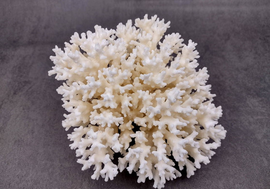 White Lace Coral - Pocillopora Damicornis - (1 coral approx. 5-7 inches). One white cluster with many branches and arms. Copyright 2024 SeaShellSupply.com.