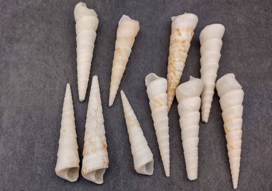 White/Tan Turitella Seashells (10 pcs.) - (appx. 2.5 Inches+) - Turitella Terebra. Multiple white spiral shells laid together.Copyright 2024 SeaShellSupply.com.
