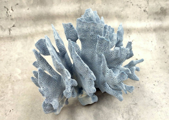 Blue Coral Cluster - Heliopora Coerula - (1 coral cluster 5-7 inches). Blue and white coral set with multiple tiny holes. Copyright 2025 SeaShellSupply.com.