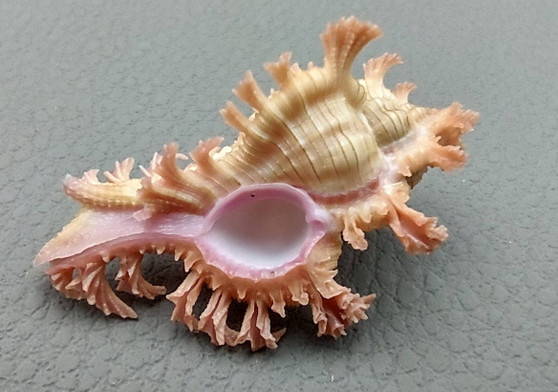 Pendant Murex - Chicoreus Aculeatus - (1 shell approx. 1.375 inches). Wild pink and orange shell on grey backgrond. Copyright 2022 SeaShellSupply.com.