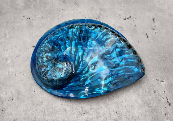 Polished Blue Midas Abalone - Haliotis Midae - (1 shell approx. 5-6 inches). One blue spiral glazed shell with wide opening and small spiral off to one side. Copyright 2022 SeaShellSupply.com.