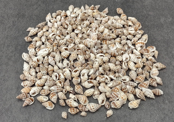 Nassa Persica (Persian) - (approx. 135-150 shells .625-.75 inches). Multiple earthly colored spiral shells in a pile. Copyright 2025 SeaShellSupply.com.