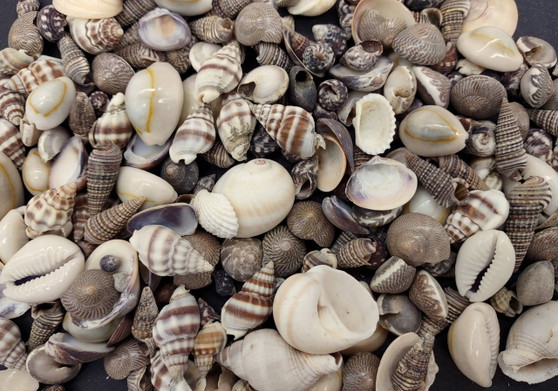 One Kilo (2.2 lbs.) Small Shell Mix. Multiple different colored shells ranging different shapes and sizes. Copyright 2024 SeaShellSupply.com.
