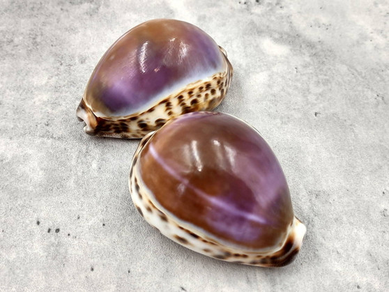 Purple Top Tiger Cowrie (2 shells approx. 2.25-3 inches). Two shells, one showing the purple ombre side and one showing the opening. Copyright 2024 SeaShellSupply.com.