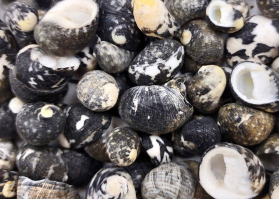 Black Moon Seashells - Nerita Peloronta - (approx. 45-60 shells 0.25-0.75 inches). Multiple black and white spiral shells in a pile. Copyright 2025 SeaShellSupply.com.