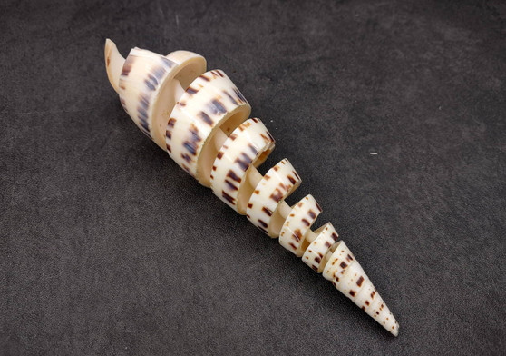 Spiral Cut Marlinspike Auger (4-5 inches) - Terebra Maculata. One white, black, and tan spiral shell with cut outs following the spiral but also showing the main mast. Copyright 2024 SeaShellSupply.com.