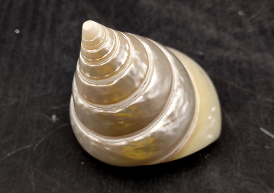 Pearlized Trochus Seashell - Trochus Niloticus - (1 shell approx. 2.5-3 inches). One spiral glossy shell with broad opening. Copyright 2024 SeaShellSupply.com.