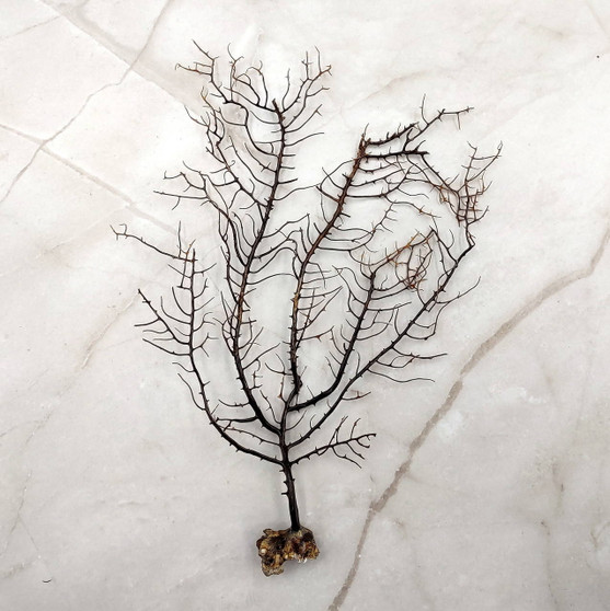 Black Sea Fan - Gorgonia Ventalina - (1 fan approx. 5-7 inches). One black sea fan with long black arms and a brown base. Copyright 2025 SeaShellSupply.com.