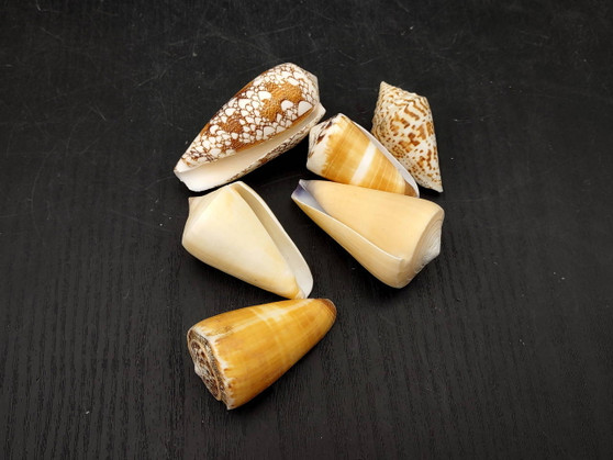 Cone Seashell Small Assorted Mix (8 shells approx. 1.5-2 inches). Brown and white close spiral shells in a grouping. Copyright 2022 SeaShellSupply.com.