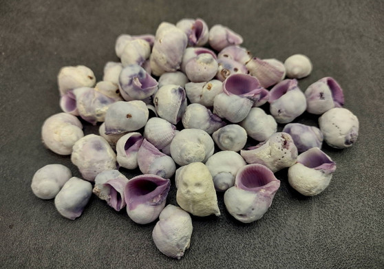 Cebu Beauty/Violet Coral Seashells - Coralliophila Neritoidea - (approx. 40-50 pcs.). Multiple purple and cream spiral shells. Copyright 2022 SeaShellSupply.com.