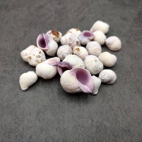 Cebu Beauty/Violet Coral Seashells - Coralliophila Neritoidea - (approx. 40-50 pcs.). Multiple purple and cream spiral shells. Copyright 2022 SeaShellSupply.com.