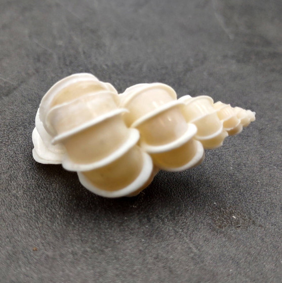 Precious Wentletrap Seashell Epitonium Scalare (1 shell approx. 1.5+ inches) Delicate Precious Wentletrap Shell for collecting & display!