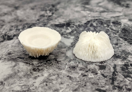 Cupped Mushroom Coral (2 pcs.) - (1-2\"). Two part shell white and ribbed. Copyright 2022 SeaShellSupply.com.
