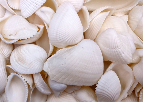 White Ark Clam Seashells - Andara Scapha - (approx. 1 Kilogram/2.2 lbs. 1.5-2.5 inches). Multiple white wide base open ribbed shells in a pile. Copyright 2022 SeaShellSupply.com.