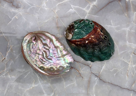 Korean Abalone Seashell - Northern Abalone - Pinto Abalone - Haliotis Kamchatskana - (1 shell approx. 2.5-3 inches). Two green and red shaded shells, one showing the under side and the other showing the design. Copyright 2022 SeaShellSupply.com.