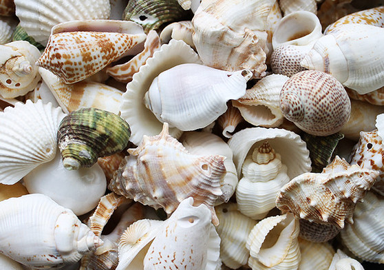 Drilled Seashell Assorted Mix (approx. 1 pound 60-80 shells .75-2 inches). Multiple brown and white spiral ribbed shells in multiple different shapes and sizes. Copyright 2022 SeaShellSupply.com.