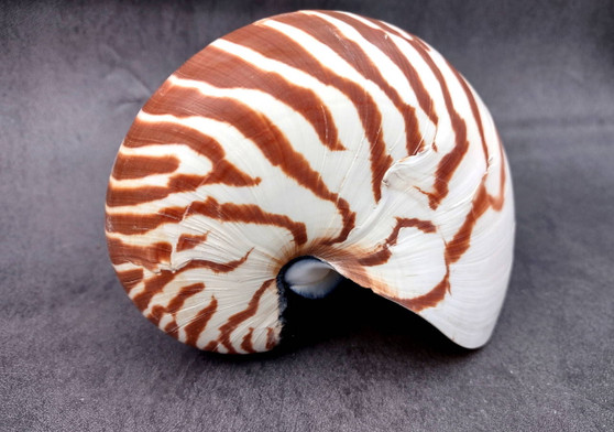 Natural Nautilus Seashell - Nautilus Pompilius - (1 shell approx. 5-6 inches). One brown and white striped spiral shell. Copyright 2024 Seashellsupply.com
