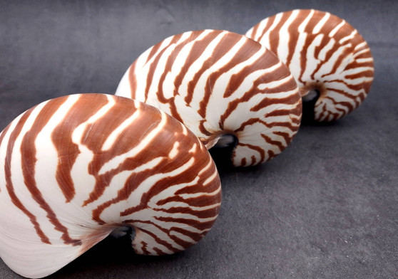 Natural Nautilus Seashell Nautilus Pompilius (1 shell approx. 5+ inches ...