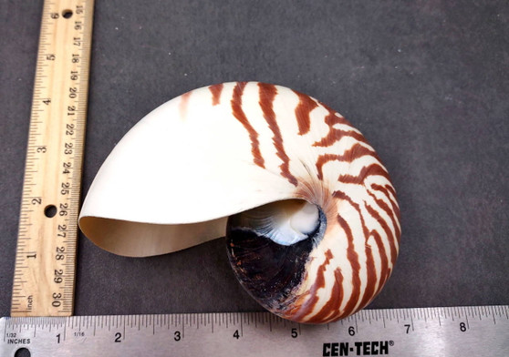 Natural Nautilus Seashell Nautilus Pompilius (1 shell approx. 5+ inches ...