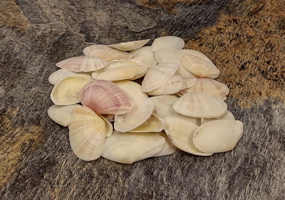 Large Pale Pink Tellin Halves (1.5-2.5"). Multiple lightly colored cream shells in a pile. Copyright 2022 SeaShellSupply.com.