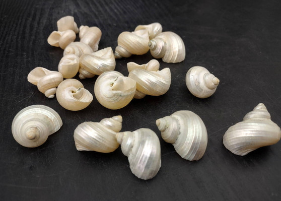 Pearlized Turbo Seashells (10 pcs.). Pile of spiral white glazed shells with medium sized openings. Copyright 2025 SeaShellSupply.com.