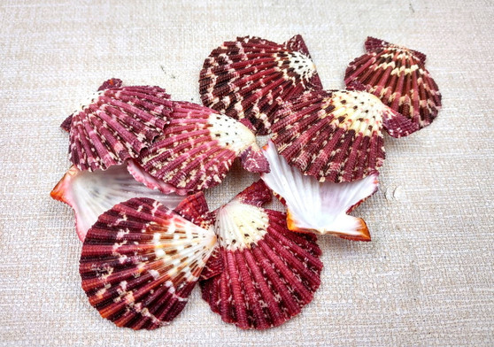 Royal Cloak Scallop Seashells - Pecten Pallium - (10 shells approx. 1-1.5 Inches) Pile of different shades of pink ribbed shells. Copyright 2025 SeaShellSupply.com.
