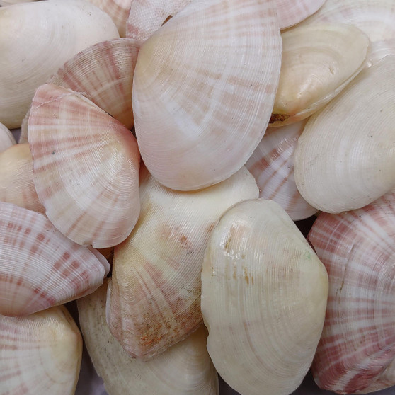 Sunrise Tellin Clam Polished Seashells - Tellina Radiata - (10 Pairs approx. 1.25-2 inches). Multiple pink and white streaked ombre shells in a pile. Copyright 2026 SeaShellSupply.com.