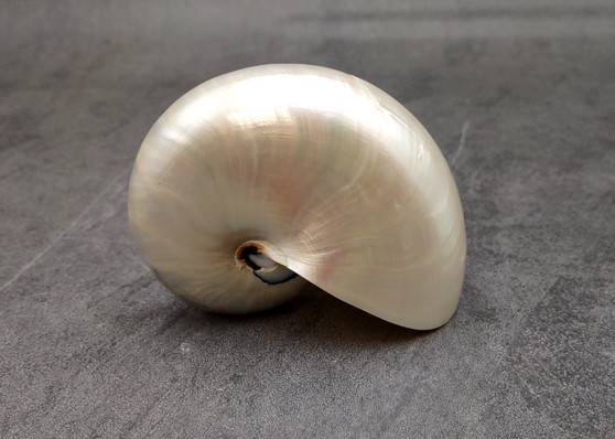 Pearlized Nautilus Seashell Polished Nautilus Pompilius (1 shell approx. 3+ inches) Pearlized Nautilus Shell for display decor & collecting! Copyright 2025 SeaShellSupply.com.