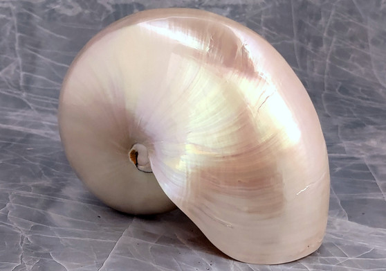 Pearl Nautilus Seashell - Nautilus Pompilius - (1 shell 7+ inches). Pearl spiral shell with a wide base opening. Copyright 2022 SeaShellSupply.com.