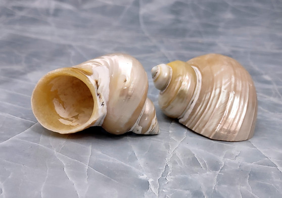 Pearlized Gold Mouth Turbo - Turbo Chrysostomus - (2 shells approx. 2.25-2.5 inches). Two shiny shells one showing the spiral outside ribbed design while the other shows the opening. Copyright 2022 SeaShellSupply.com.

