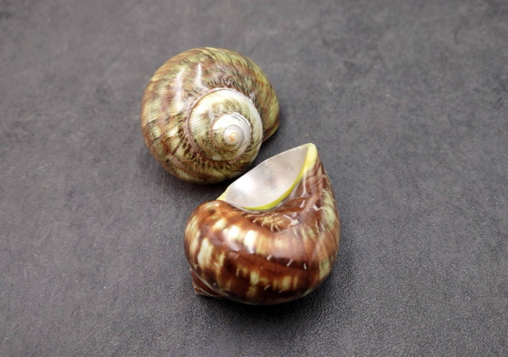 Variegated Turbo - Turbo Vareigatus - (2 shells approx. 2-2.25 inches). Two brown and green ombre shiny spiral shells with small openings. Copyright 2022 SeaShellSupply.com.