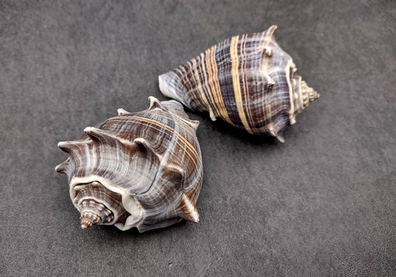King Crown Conch Seashells Melongena Corona (2 shells approx. 2+ inches) Conch shell great for coastal crafting display & collections. Copyright 2025 SeaShellSupply.com.