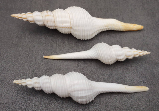 Distaff Spindle Seashells - Fusinus Colus - (3 shells approx. 4-5 inches). Multiple long spiral ribbed white shells with some pop of color at the point. Copyright 2022 SeaShellSupply.com.