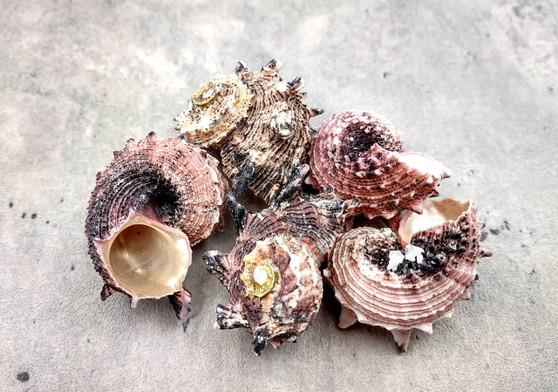 Dolphin Seashells - Delphinula - (5 shells approx. 1-2 inches). Multiple brown, white, and black dusted shells with little spikes. Copyright 2024 SeaShellSupply.com.