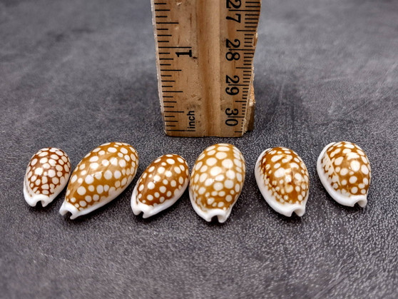 Small Sieve Cowrie - Cypraea Cribaraia - (1 shell, .75-.875 inches). Tan shell with white edges and spots along the back. Copyright 2025 SeaShellSupply.com.