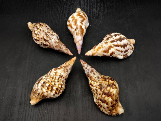 Caribbean Triton - Charonia Tritonis - (1 shell approx. 5-6 inches). Brown and orange tinted shell with some color design. Copyright 2025 SeaShellSupply.com.