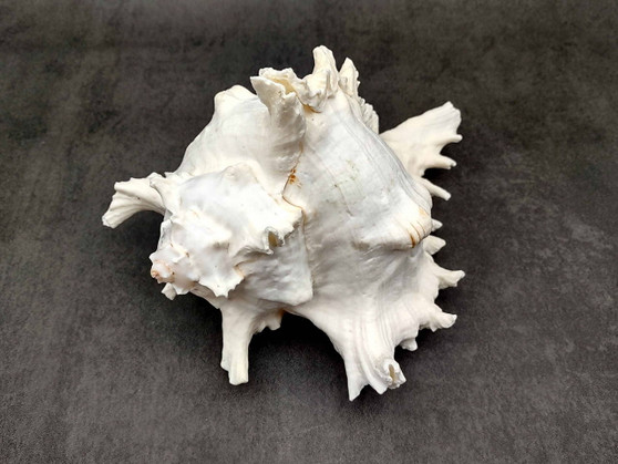 Ramose Murex Seashell - Chicoreus Ramosa - (1 shell approx. 6.5-7.5 inches) - B Grade. White ribbed textured spiral shell with some spikes. Copyright 2024 SeaShellSupply.com.