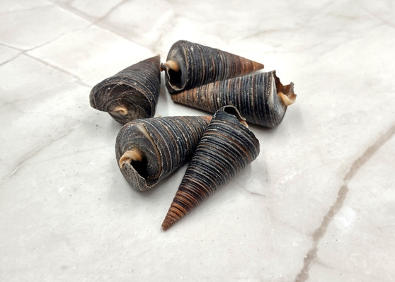 Telescope Snail Shell - Telescopium telescopium - (5 shells approx. 2 inches). Brown and tan spiral shells. Copyright 2025 SeaShellSupply.com.