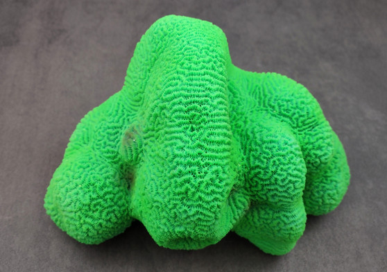 Bright Green FAUX Brain Coral - Lobophyllia Hemprichii - (1 FAUX Coral approx. 8.5x5x5.5 inches). Green almost squishy looking maze patterned coral known as brain coral. Copyright 2024 SeaShellSupply.com.