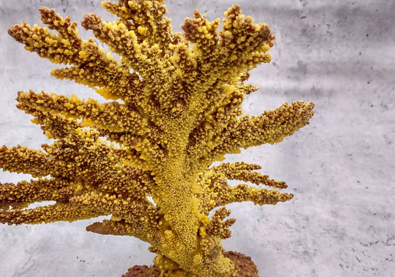 Yellow/Tan FAUX Branch Coral - Acropora Florida - (1 Coral, Approx. 12x10x5 inches). Gold branched sea fan with multiple different textures and sized branches. Copyright 2025 SeaShellSupply.com.