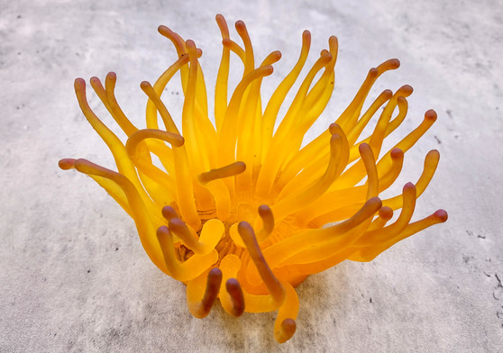 Condylactis Yellow FAUX Anemone - Condylactis Gigantea - (1 Anemone approx. 10x9x8 inches. A orange and yellow hinted stringy shiny fake anemone. Copyright 2024 SeaShellSupply.com.