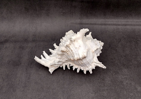Ramose Murex Seashell Chicoreus Ramosus (1 shell approx. 7+ inches) Great shells for coastal crafting décor & collections!