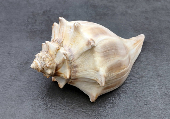 Right Handed Whelk Seashell Knobbed Dark Streaked Busycon Carica (1 shell approx. 5+ inches) Natural sea shells for display & collecting! Light tan spiral shell with smaller spikes. Copy right 2024 SeaShellSupply.com