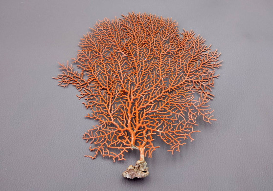 Red-Orange Sea Fan - Echinogorgia SP - (1 fan approx. 5-7 inches) on dark background. Copyright 2022 SeaShellSupply.com.\n\n
