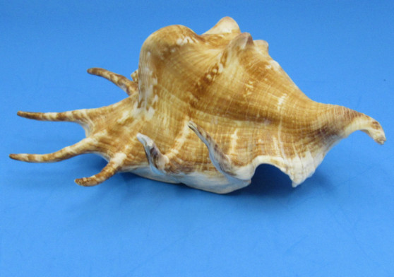 Spider Conch Seashell Lambis Lambis (1 shell approx. 5+ inches) Conch shell great for coastal crafting displays and collections!