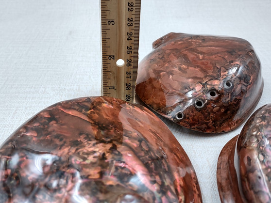 Polished Copper Midas Abalone Seashells Haliotis Midae (1 shell approx ...